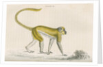 'Cercocebus sabaeus' [Green monkey] by William Home Lizars