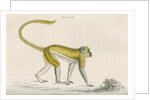 'Cercocebus sabaeus' [Green monkey] by William Home Lizars