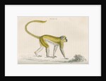 'Cercocebus sabaeus' [Green monkey] by William Home Lizars