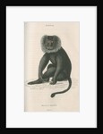 'Macacus silensus' [Lion-tailed macaque] by William Home Lizars