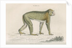 'Inuus sylvanus' [Barbary macaque] by William Home Lizars