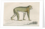'Inuus sylvanus' [Barbary macaque] by William Home Lizars