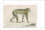 'Inuus sylvanus' [Barbary macaque] by William Home Lizars