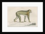'Inuus sylvanus' [Barbary macaque] by William Home Lizars