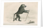 'Papio sylvanus' [Chacma baboon] by William Home Lizars