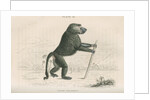 'Papio sylvanus' [Chacma baboon] by William Home Lizars