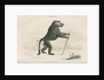 'Papio sylvanus' [Chacma baboon] by William Home Lizars