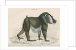 'Papio leucophaeus' [Drill] by William Home Lizars