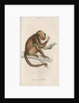 'Mycetes ursinus' [Brown howler monkey] by William Home Lizars