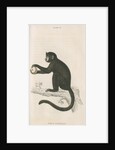 'Cebus fatuellus' [Tufted capuchin] by William Home Lizars