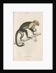 'Cebus monachus' [Large headed capuchin] by William Home Lizars