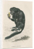 'Pithecia satanas' [Black bearded saki] by William Home Lizars