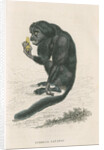 'Pithecia satanas' [Black bearded saki] by William Home Lizars