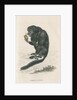'Pithecia satanas' [Black bearded saki] by William Home Lizars