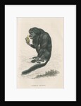 'Pithecia satanas' [Black bearded saki] by William Home Lizars