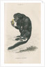 'Pithecia satanas' [Black bearded saki] by William Home Lizars
