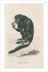 'Pithecia satanas' [Black bearded saki] by William Home Lizars