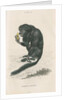 'Pithecia satanas' [Black bearded saki] by William Home Lizars