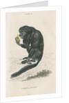 'Pithecia satanas' [Black bearded saki] by William Home Lizars