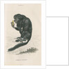'Pithecia satanas' [Black bearded saki] by William Home Lizars