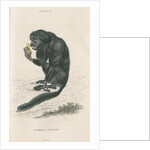 'Pithecia satanas' [Black bearded saki] by William Home Lizars