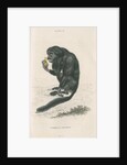 'Pithecia satanas' [Black bearded saki] by William Home Lizars