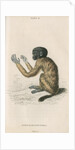 'Pithecia melanocephala' [Golden-backed uakari] by William Home Lizars