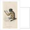 'Pithecia melanocephala' [Golden-backed uakari] by William Home Lizars