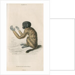 'Pithecia melanocephala' [Golden-backed uakari] by William Home Lizars