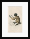 'Pithecia melanocephala' [Golden-backed uakari] by William Home Lizars