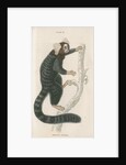 'Hapales jacchus' [Common marmoset] by William Home Lizars