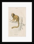 'Midas rosalia' [Golden lion tamarin] by William Home Lizars