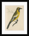 'White-shouldered banana oriole' [Oriole blackbird] by Richard Polydore Nodder