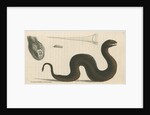'Brown's acanthophis' [Common death adder] by Richard Polydore Nodder