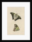 'Macleay's butterfly' [Macleay's swallowtail] by Richard Polydore Nodder