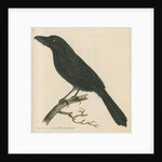 'Lineated shrike' [Fasciated antshrike] by Richard Polydore Nodder