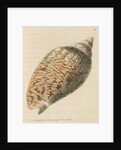 'Slightly-knotted volule' by Richard Polydore Nodder