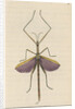 'Violet-winged phasma' [Spur-legged stick insect] by Richard Polydore Nodder