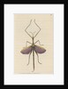 'Violet-winged phasma' [Spur-legged stick insect] by Richard Polydore Nodder