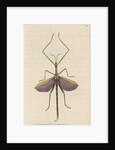 'Violet-winged phasma' [Spur-legged stick insect] by Richard Polydore Nodder