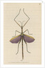 'Violet-winged phasma' [Spur-legged stick insect] by Richard Polydore Nodder