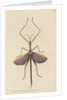 'Violet-winged phasma' [Spur-legged stick insect] by Richard Polydore Nodder