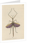 'Violet-winged phasma' [Spur-legged stick insect] by Richard Polydore Nodder