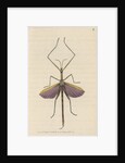 'Violet-winged phasma' [Spur-legged stick insect] by Richard Polydore Nodder