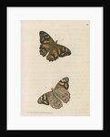 'Banksian hipparchia' [Banks's brown butterfly] by Richard Polydore Nodder