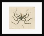 'Carolina ammothea' by Richard Polydore Nodder