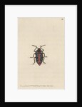 'Six-spotted shieldbug' by Richard Polydore Nodder