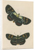 'Painted agarista' [Joseph's coat moth] by Richard Polydore Nodder