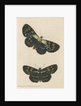 'Painted agarista' [Joseph's coat moth] by Richard Polydore Nodder