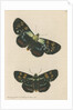 'Painted agarista' [Joseph's coat moth] by Richard Polydore Nodder